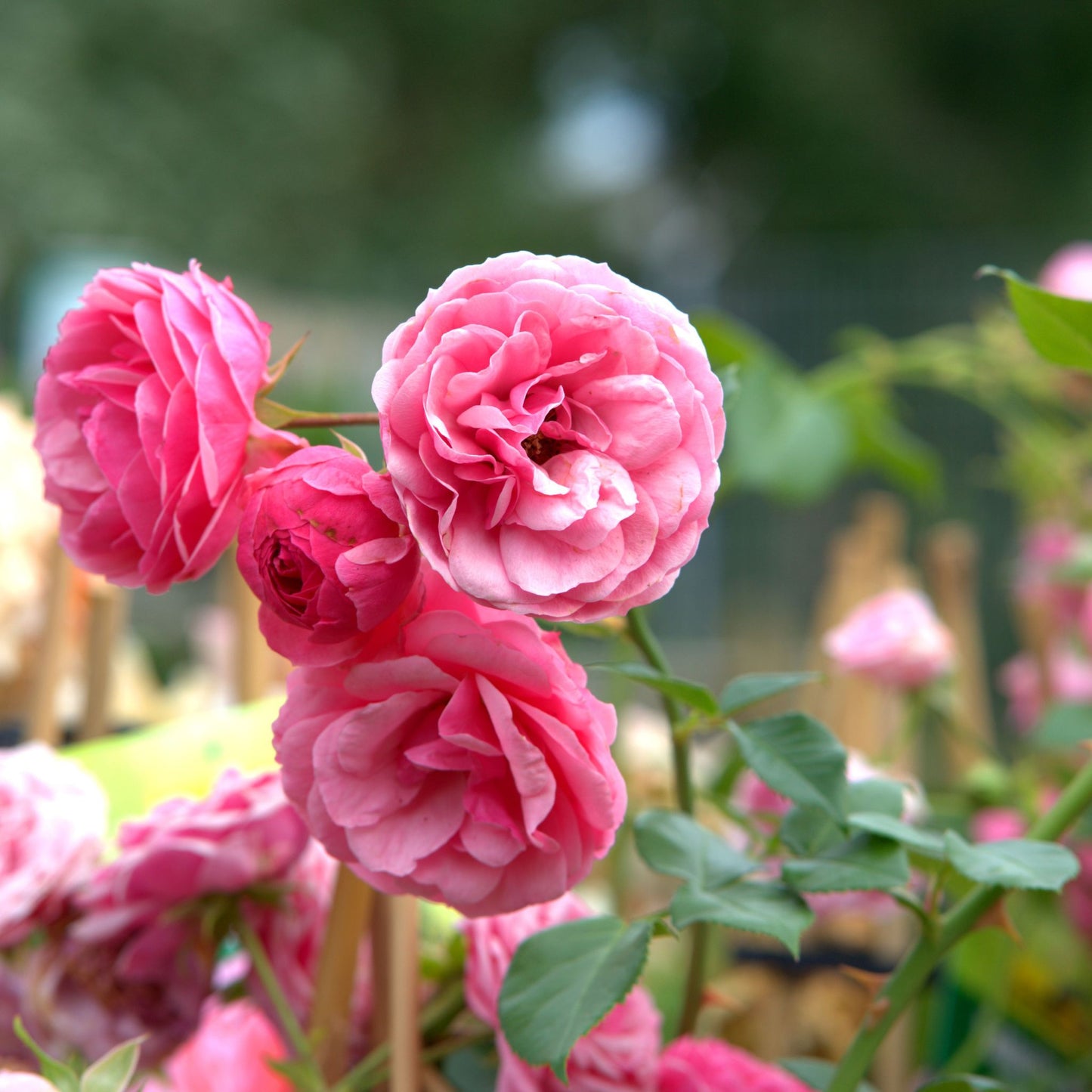 Women's Circle - Sun 26th Oct (6-8:30pm)